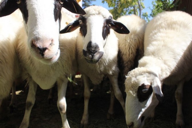 Göçü engellemek için 63 koyun dağıtıldı