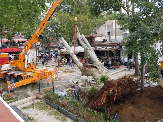 Çengelköy’de fırtınada devrilen asırlık çınar tekrar yerine dikildi