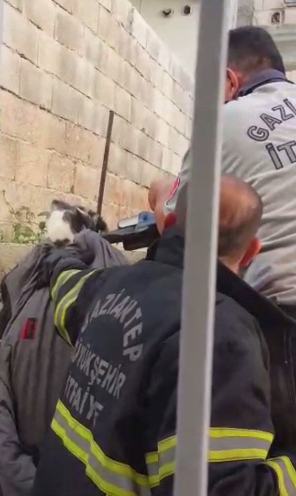 Çatıdan atlayan kedi inşaat demirine saplandı