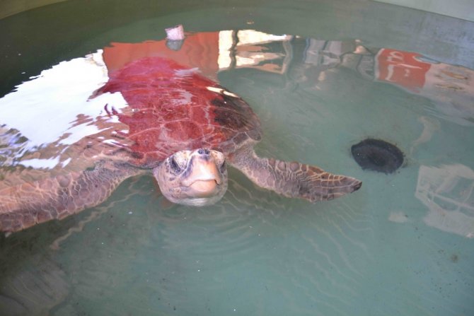 Deniz kaplumbağalarını elle beslemeyin