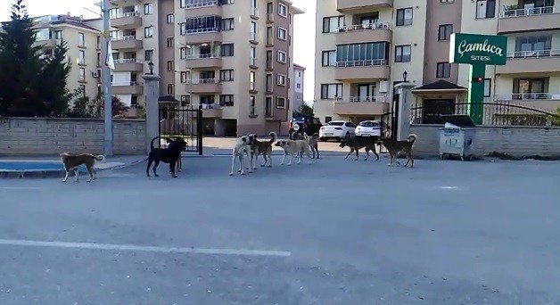 Bursa’da köpek istilası