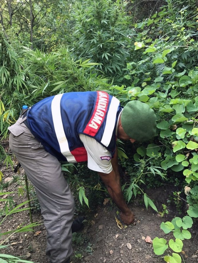 Tarlada kenevir operasyonu