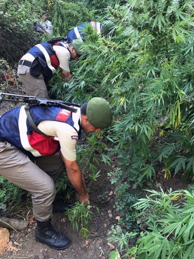 Tarlada kenevir operasyonu