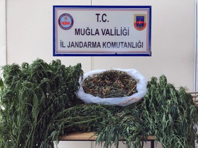 Tarlada kenevir operasyonu