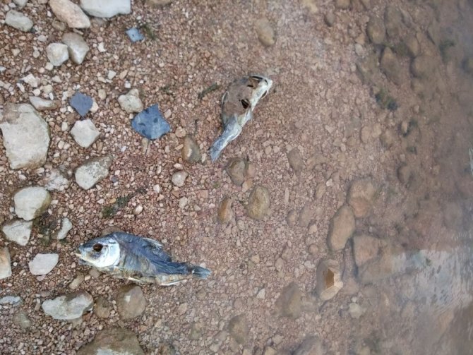 Göletteki balık ölümleri inceleniyor