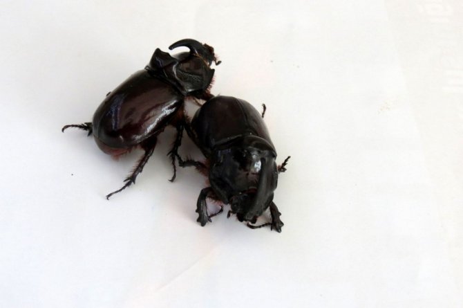 Gergedan böcekleri zeytinlikleri mesken tuttu