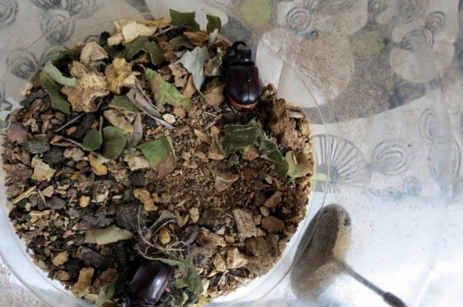 Gergedan böcekleri zeytinlikleri mesken tuttu