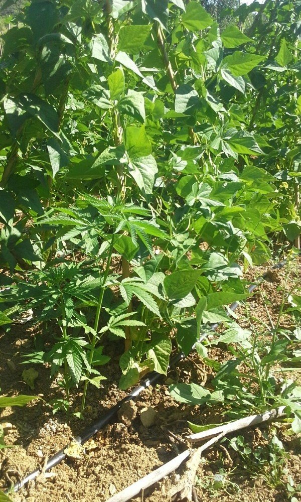 113 kök kenevir bitkisi ve bin 200 gram kubar esrar ele geçirildi