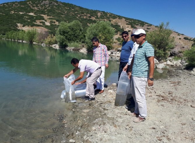Tunceli’de gölete 30 bin yavru sazan bırakıldı