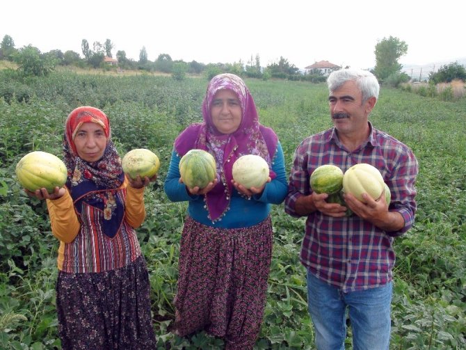 Muz tadındaki ’Bağrıbütün’ kavunu tescillenecek
