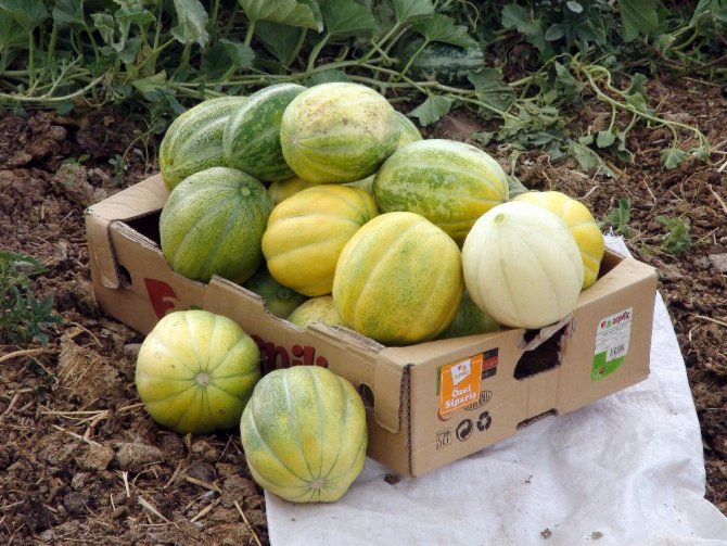 Muz tadındaki ’Bağrıbütün’ kavunu tescillenecek