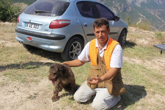 Özel Köpek Arthur’un 200 Euro’luk Mantar Avı