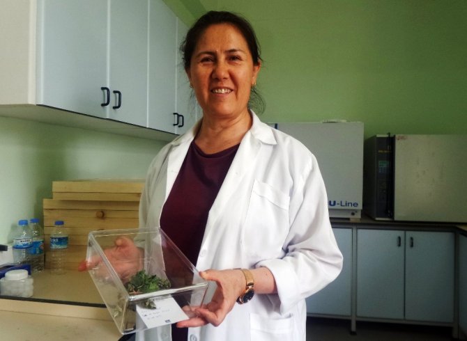 ‘Mekik kelebeği’ Van’da ilk defa kayıt altına alındı