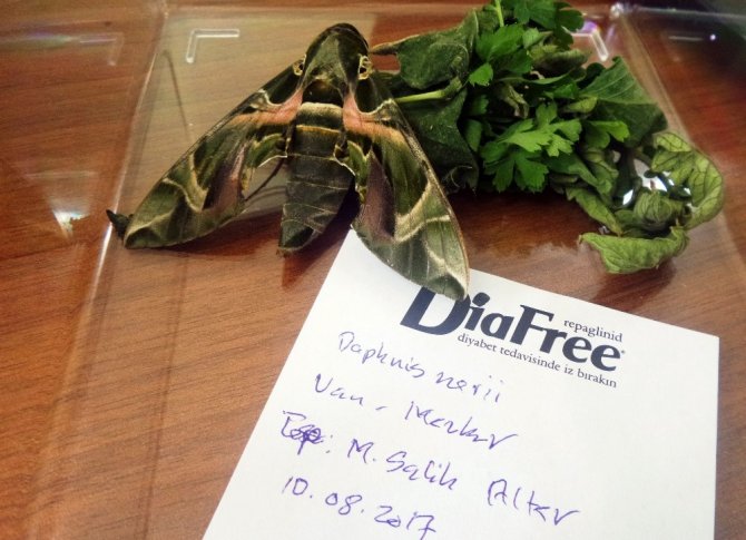 ‘Mekik kelebeği’ Van’da ilk defa kayıt altına alındı