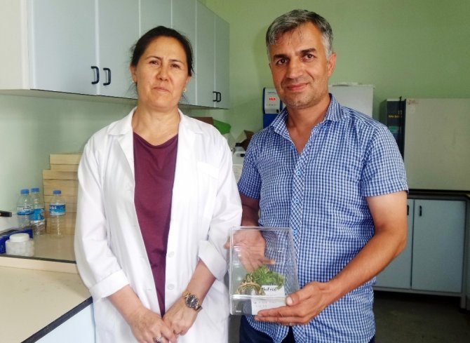 ‘Mekik kelebeği’ Van’da ilk defa kayıt altına alındı