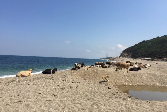 Kurban öncesi sıcaktan bunalan inekler plaja indi