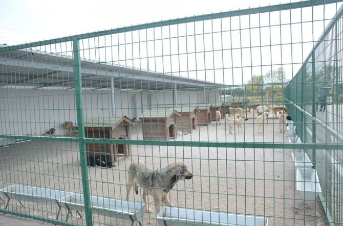 Suluova’da sokak hayvanları için 5 bin metrekarelik merkez