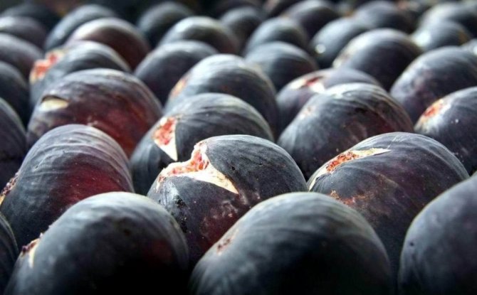 Bursa’nın siyah incirinin ihracatı 7 liradan başlıyor