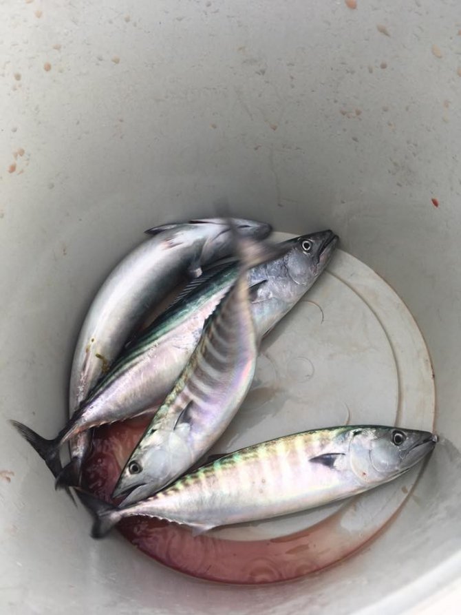 Çingene palamutları kovaya girmeye başladı