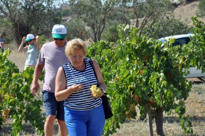 Turistler, KKTC’de üzüm hasadına katıldı