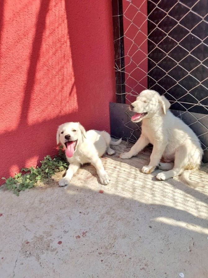 Bingöl’de bitkin bulunan 2 yavru köpek koruma altına alındı