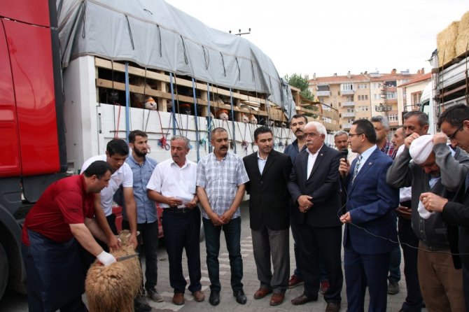 Kastamonu’dan kurban yüklü 160 tır, İstanbul bölgesine sevk ediliyor