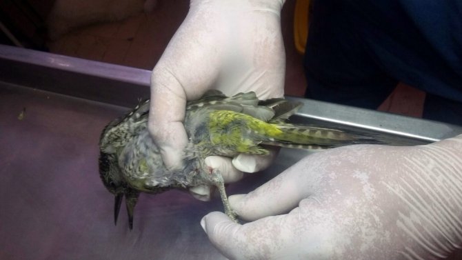 Yaralı halde bulunan çulluk kuşu tedavi altına alındı