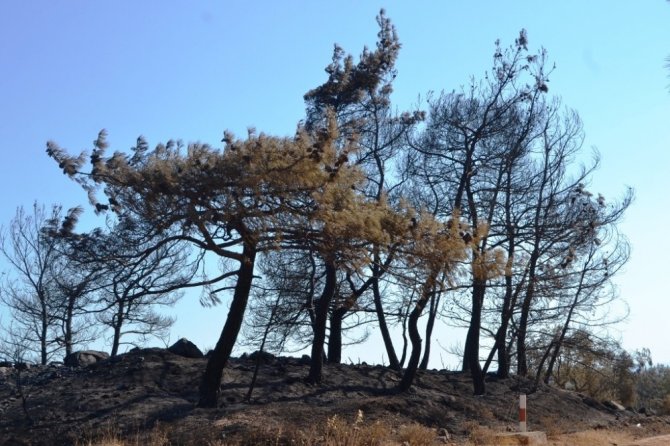 Ayvalık’ta ki orman yangınında bilanço; 15 hektar alan yandı
