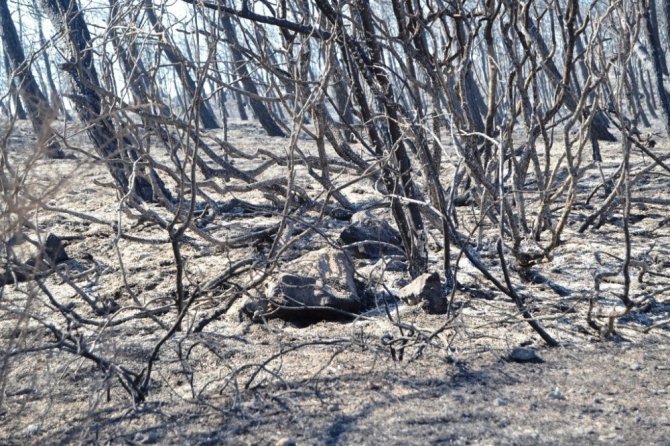 Ayvalık’ta ki orman yangınında bilanço; 15 hektar alan yandı