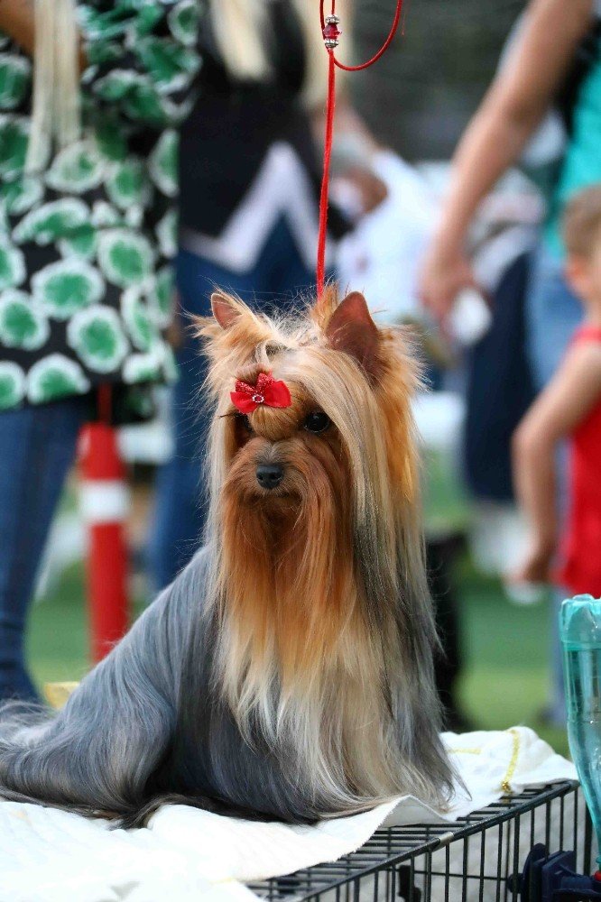 Bayraklı’da köpek ırkları yarıştı