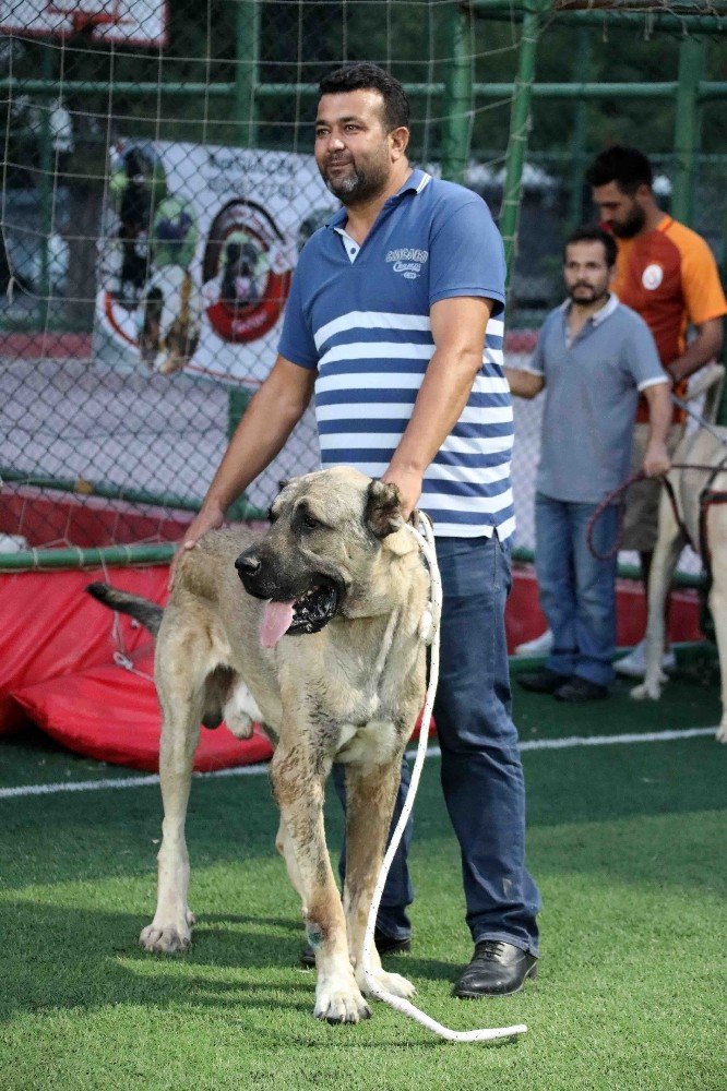 Bayraklı’da köpek ırkları yarıştı