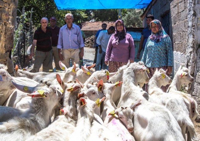 Orman köylülerine keçi desteği