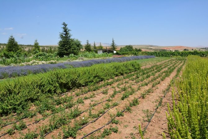 Türkiye’nin ilk Tıbbi Bitkiler Araştırma ve Uygulama Çiftliği, Selçuk’ta