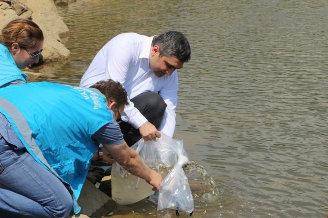 Yakuplar Göleti’ne 2 bin adet sazan balığı yavrusu bırakıldı