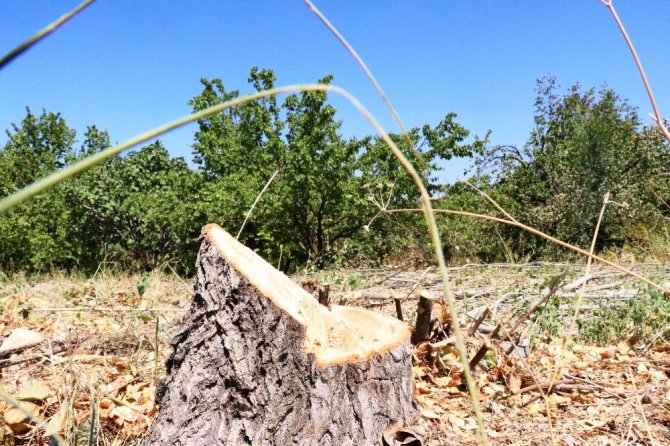 Malatya’da kayısı ağaçları susuzluktan kuruyor