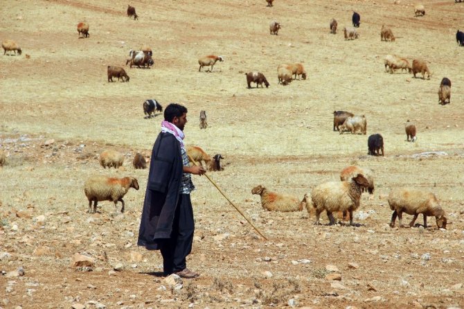 Şanlıurfa’da kurtlar koyun sürüsüne saldırdı
