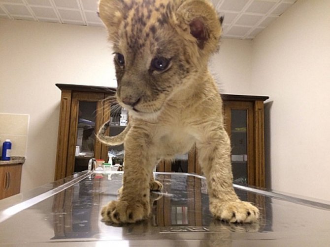 Araçta bulunan yavru aslan koruma altına alındı