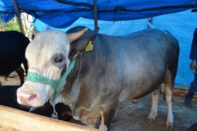 2 ton fındığa kurbanlık boğa
