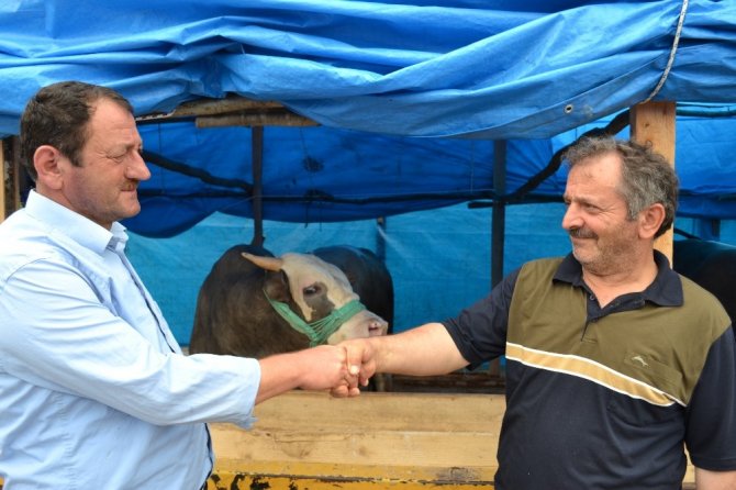 2 ton fındığa kurbanlık boğa