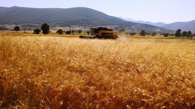 Buğday hasadında dane kaybı düştü, 3,2 milyon lira kazanç sağlandı