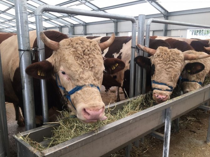 İstanbul’un en ucuz hayvan pazarı Arnavutköy’de