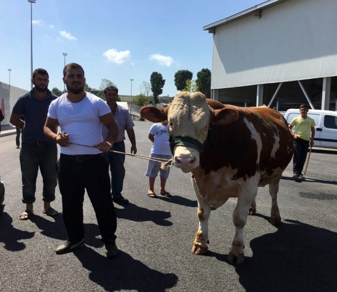 İstanbul’un en ucuz hayvan pazarı Arnavutköy’de