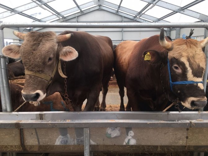 İstanbul’un en ucuz hayvan pazarı Arnavutköy’de