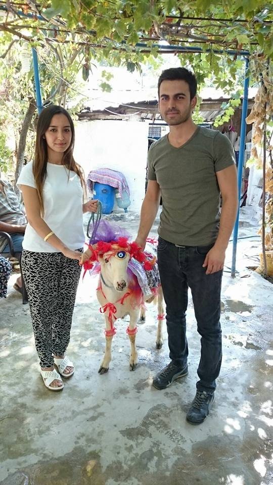 Aydın’da koç süsleyiciler erken bayram yaptı