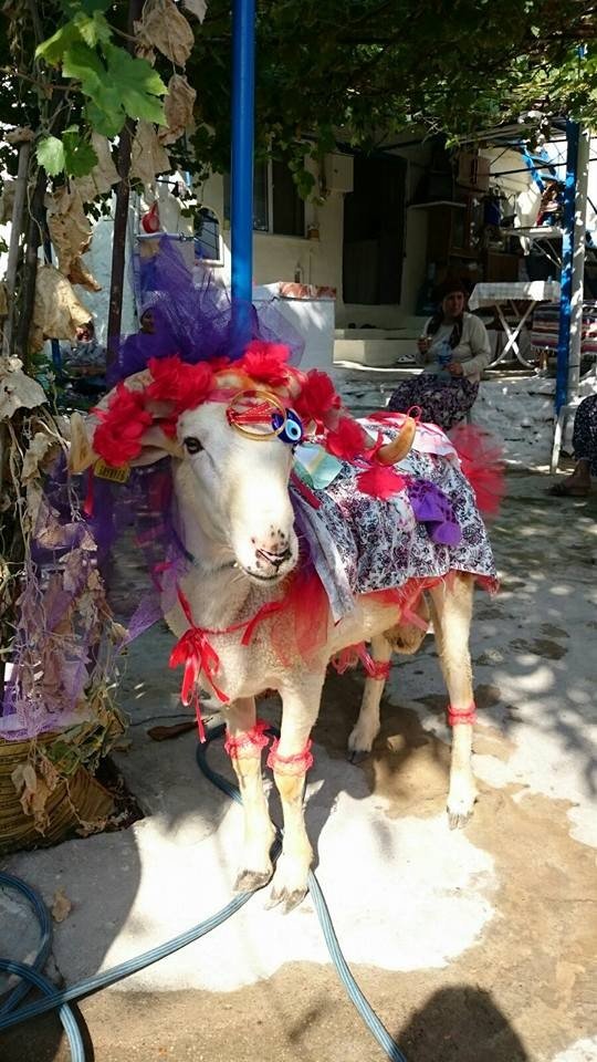 Aydın’da koç süsleyiciler erken bayram yaptı
