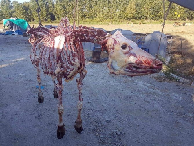 Kurban Bayramı’nın fenomeni İHA’ya konuştu