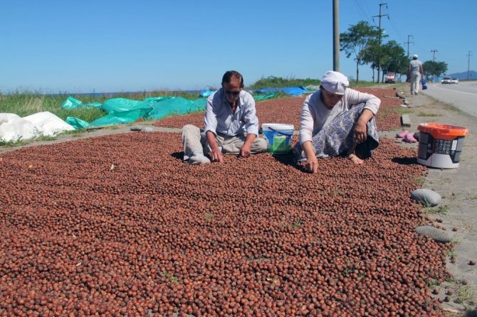 Yollar ve kaldırımlar fındık harmanı oldu