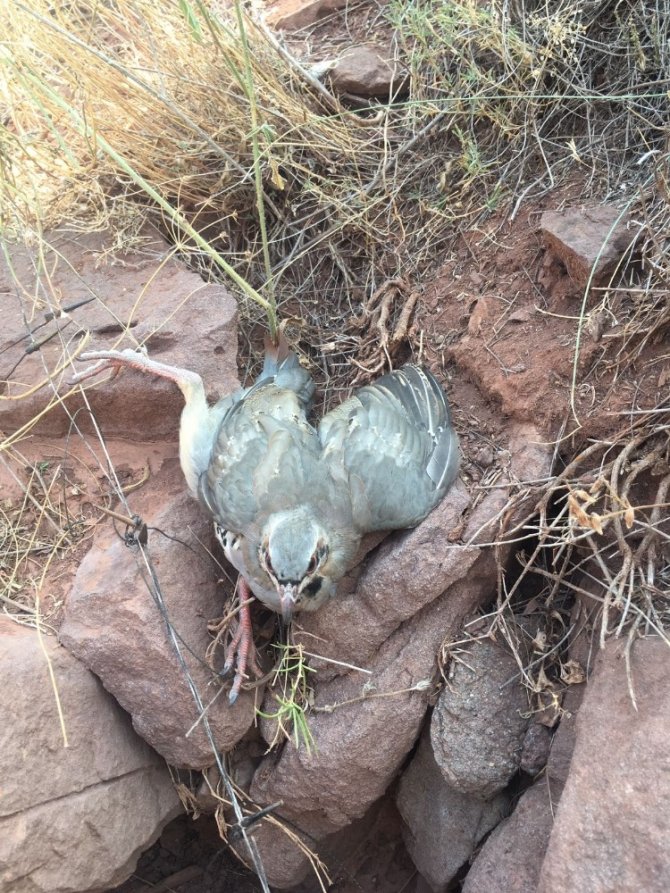 Keklik avlamak için kurulan 8 tuzak düzeneği ele geçirildi