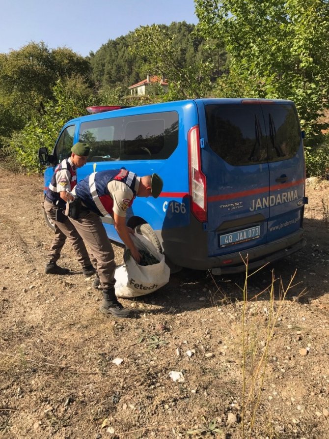 Menteşe’de jandarmadan esrar operasyonu