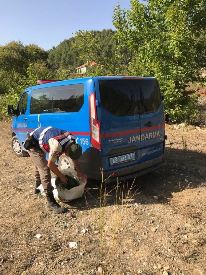 Menteşe’de jandarmadan esrar operasyonu